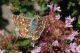 Spialia-orbifer-a-04.jpg