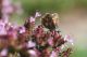 Spialia-orbifer-b-05.jpg