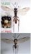 n° 4442 M - dorsal + Face + ventral  XXXXX.jpg