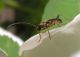 Cerambycidae  7 Maggio 2010 042 Visualizzazione Posta elettronica - Rapida.jpg
