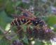 DSCF5977.JPG