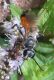 Unidentified_black_wasp_with_orange_bottom_02.jpg