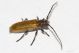 Anaesthetis testacea IMG_7444.jpg