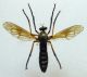 asilidae sp1 003.JPG