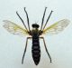 asilidae sp1 004.JPG
