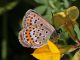 Plebejus_argus_s_1228.jpg