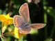 Plebejus_argus_s_1232.jpg