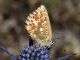 Polyommatus_bellargus_s_1470.jpg