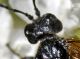 Tenthredo (Cephaledo) sp..JPG
