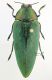 Steraspis.jpg