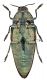 Steraspis ventre.jpg