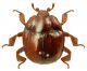 Hataerius ferrugineus.jpg