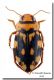 Stictotarsus procerus_Sardegna_Berruiles_NU_29 VI 1991.jpg