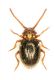 Dignomus carinatus cf female Maroc Hervé 36).jpg