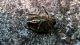 Cetonia Aurata 2.jpg