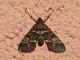 moth_1800.jpg