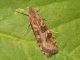 moth_s_1808.jpg