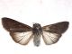 20160630 Peridroma saucia ♂ Citelli  .jpg