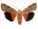20160630 Noctua tirrenica ♀  Citelli.jpg