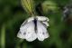 002 08 05 pieris.jpg