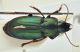 harpalus3.jpg