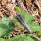 Orthetrum_coerulescens_s_2111.jpg