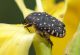 Coleoptera Cetoniidae Oxythyrea funesta 10 Maggio 2010 029 Visualizzazione Posta elettronica - Rapida.jpg