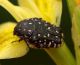 Coleoptera Cetoniidae Oxythyrea funesta 10 Maggio 2010 030 Visualizzazione Posta elettronica - Rapida.jpg