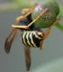 Polistes dominula (15).jpg
