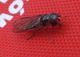Unidentified_Diptera_Tonini_05.jpg