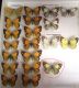 Colias.JPG