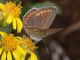 Polyommatus_icarus_female_s_2419.jpg