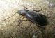 Otiorhynchus sp. (24-9-16 Jánovas).jpg