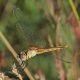 Orthetrum_brunneum_s_0996.jpg