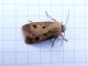 Agrotis_escalmationis_adulto (3).jpg