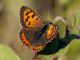 Lycaena_phlaeas_s_3578.jpg