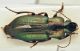 harpalus2.jpg