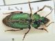 harpalus4.jpg