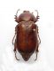 Cyphonotus testaceus.jpg