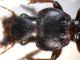 Scyballicus oblongiusculus 007.JPG