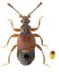 Brachygluta spinicoxis (Motschulsky, 1835).jpg