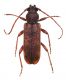 Trichoferus sp..JPG