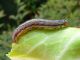 Mythimna_unipunctata_bruco_giovane.jpg