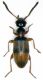 cf Anthicidae.jpg