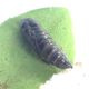 Chrysodeixis chalcites_credo_3.JPG