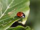 Coccinella septempunctatai2.JPG