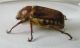 Anoxia villosa_credo 3.JPG
