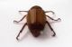 Anoxia villosa_credo 4.JPG