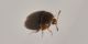 2 sericoderus lateralis corylophidae lungo dora destra est .jpg