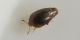 1 sericoderus lateralis corylophidae lungo dora destra est .jpg